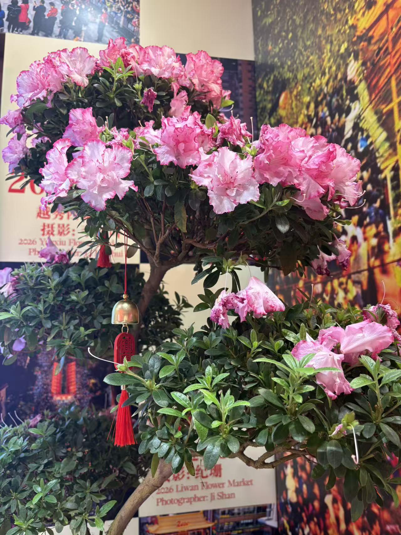 春日生活打卡季 春日逛北海公园花卉展，简直是视觉盛宴！一进公园，五彩斑斓的花朵就