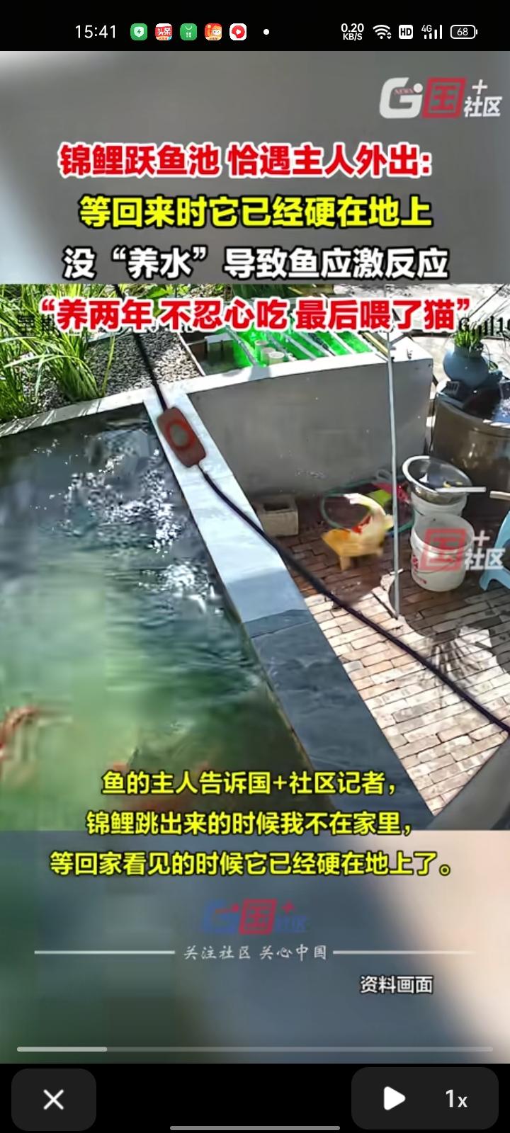 9月3日，红河州蒙自市。锦鲤跃出鱼池时主人不在家，等主人回家时发现它已经硬在地上