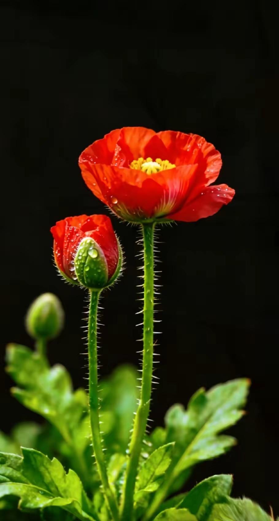 花儿为什么这样红，花儿总会向阳开 [送自己一朵花][送自己一朵花][送自己一朵花