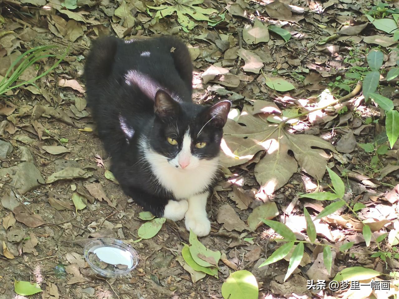 分享一张猫咪照片去南京美龄宫路上拍到的野猫🐱，它比较怕人，给它吃酸奶不敢吃，等