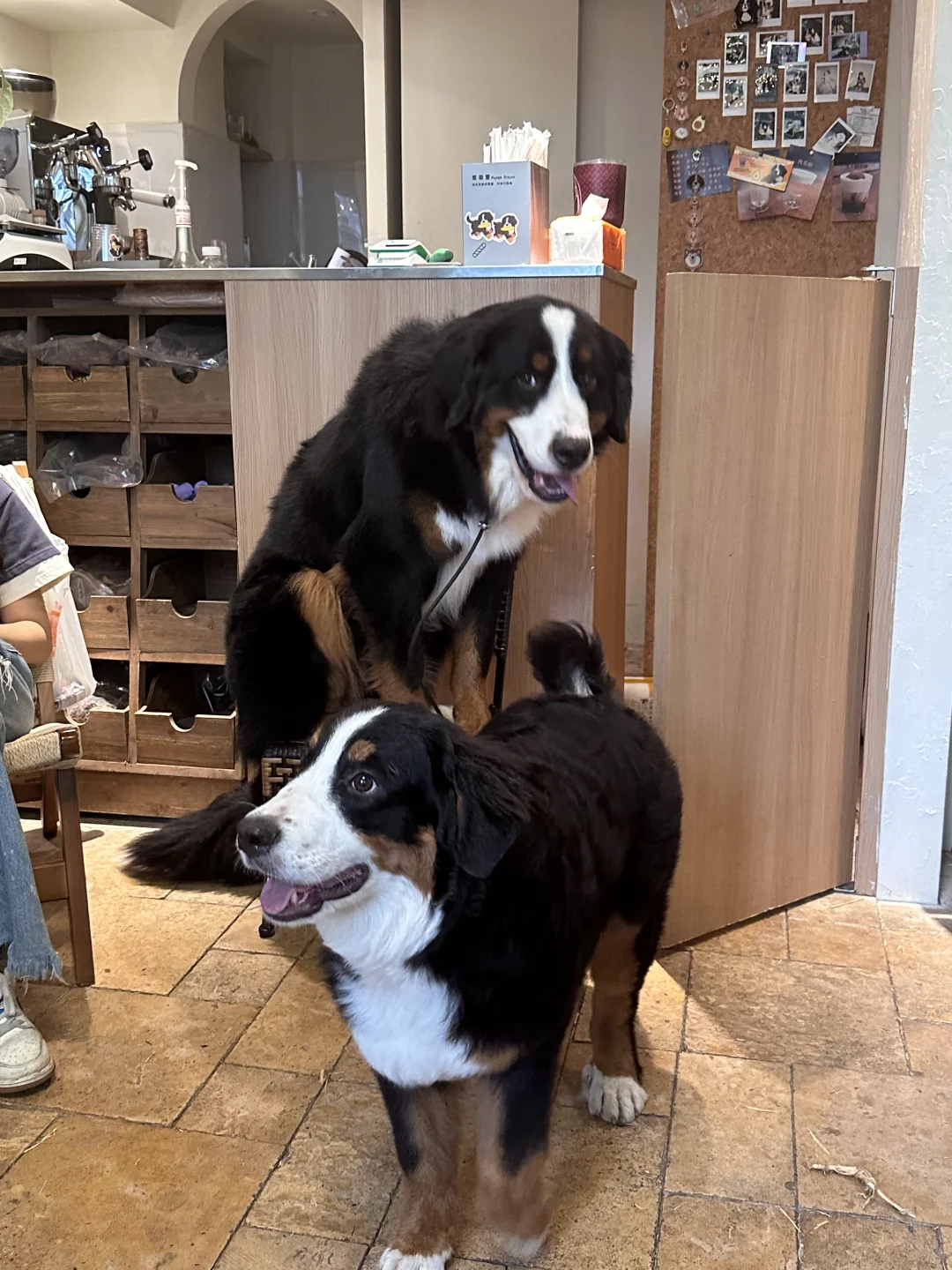 不愧是上海‼️咖啡店的老板居然两只伯恩山犬