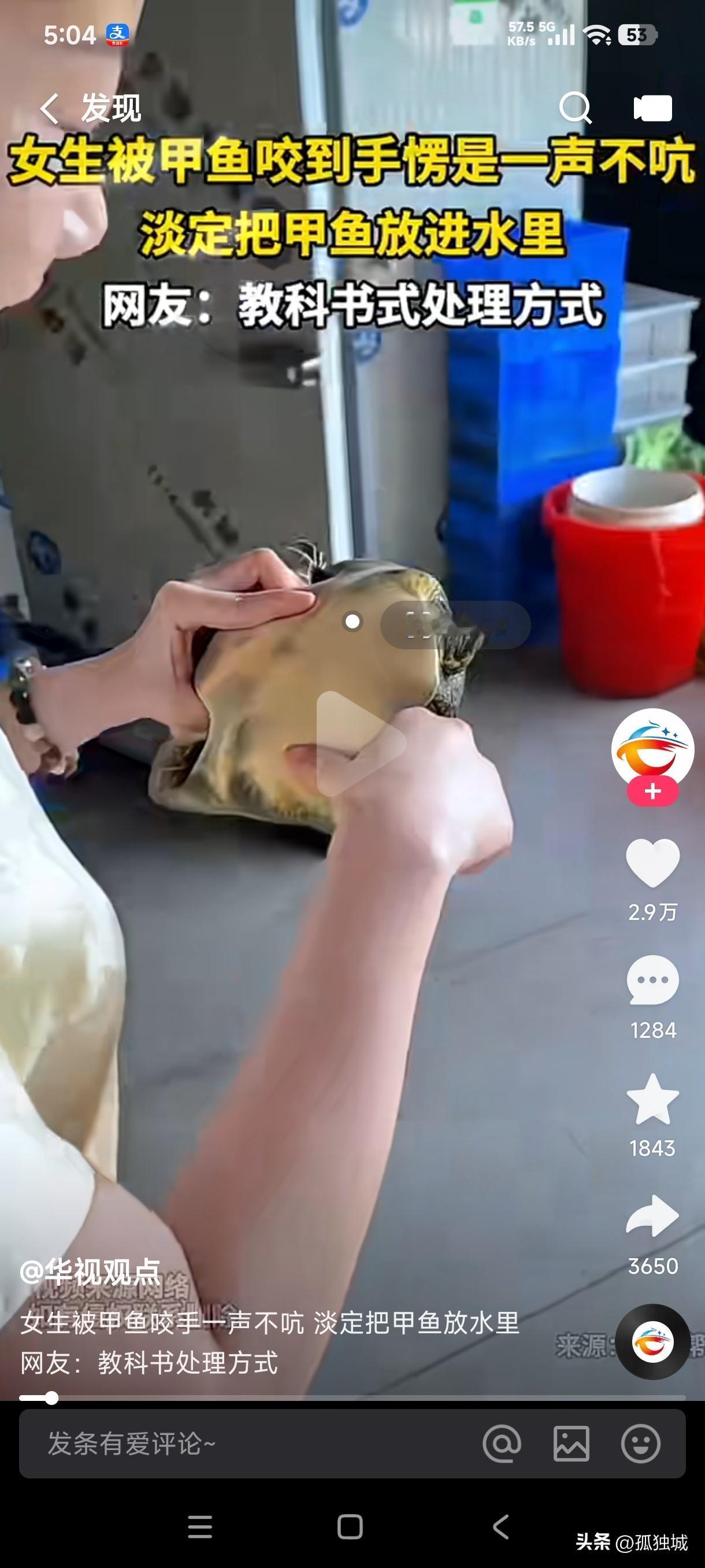 女子被甲鱼咬到手楞是一声不吭，淡定把甲鱼放到水里让它自己松口，这要是暴脾气矫情的