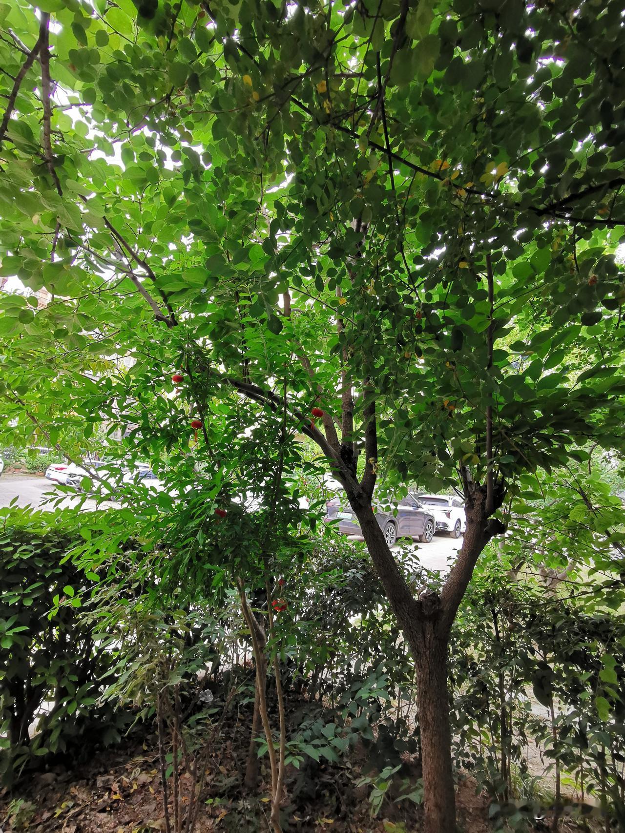 院外，有人喊
﹍﹍
今早，不到8点，我听到院外有人喊我。

原来是隔壁邻居老李，