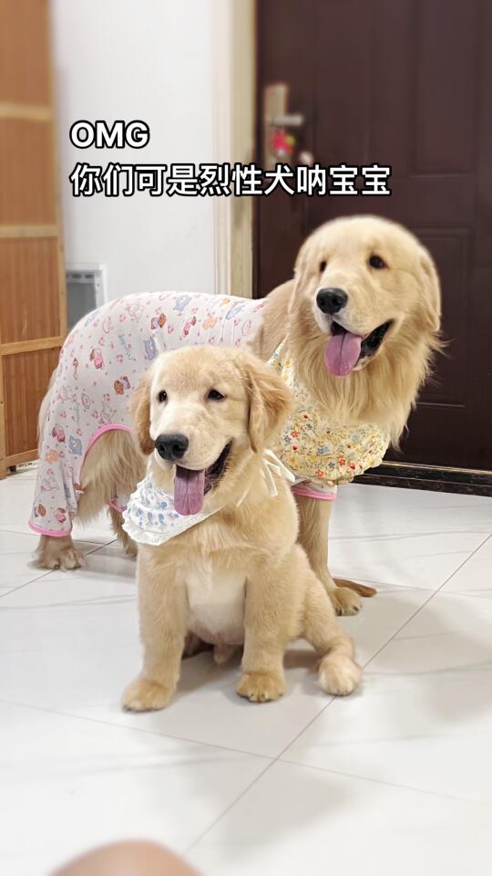 OMG你是烈性犬呐宝宝