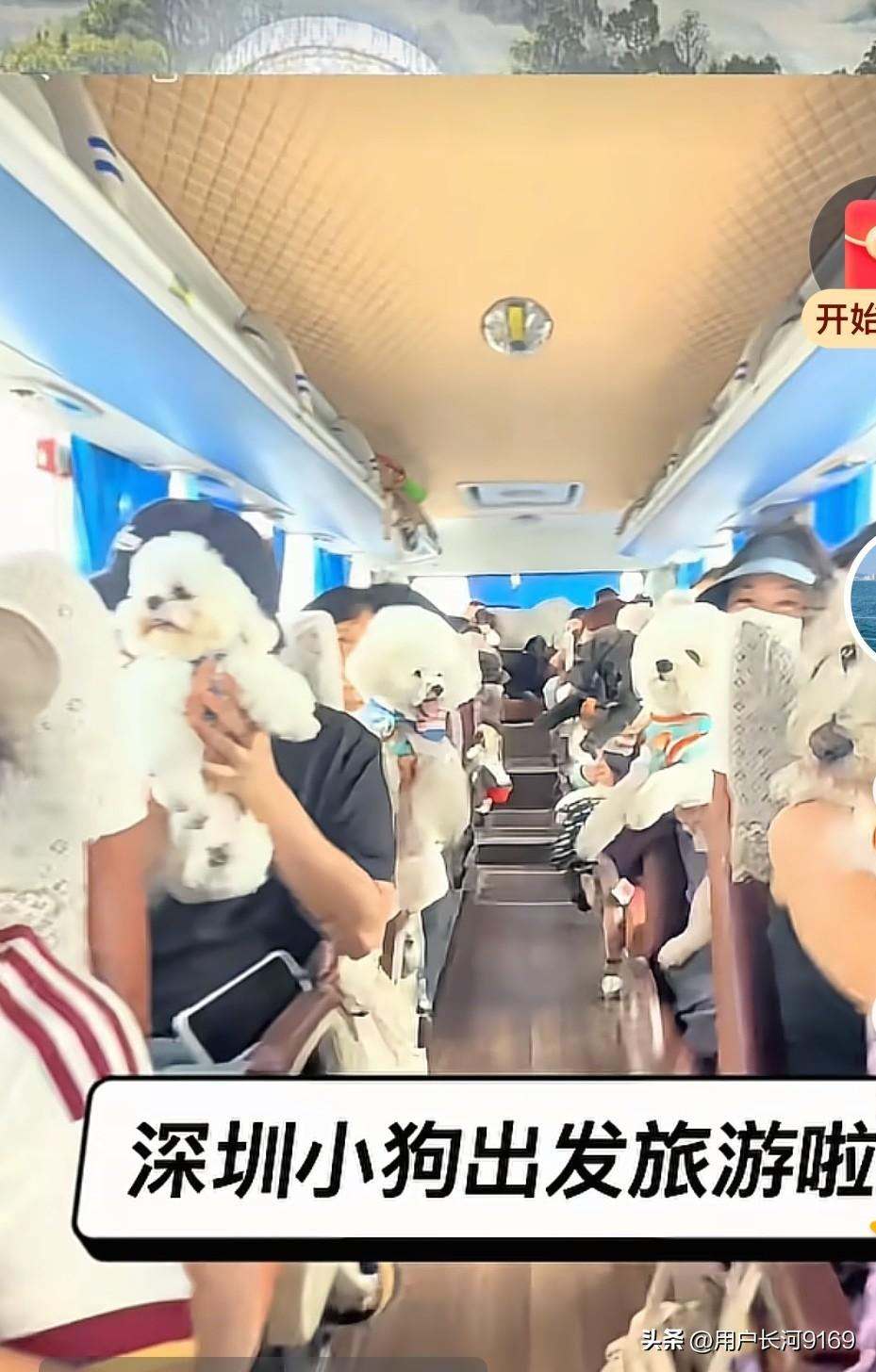 如何看待当前流行的“狗族旅游”现象？

近日，网络上流传着宠物狗浩浩荡荡乘大巴旅