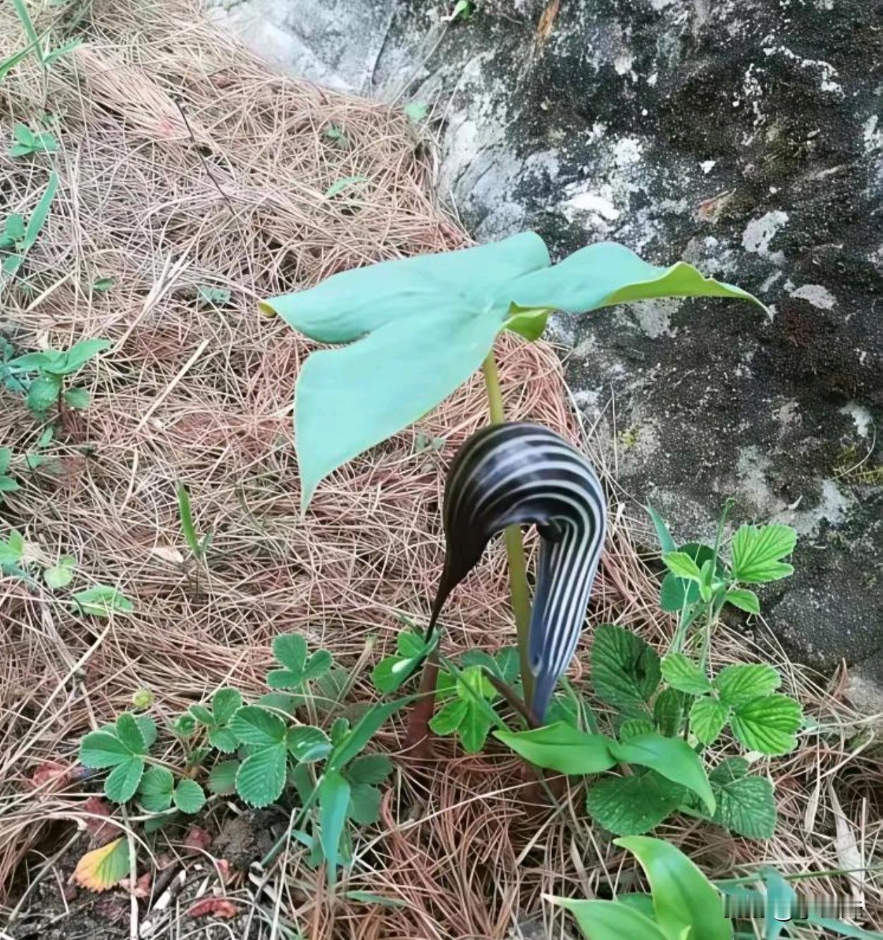 在山上看到的，这是个啥呀？