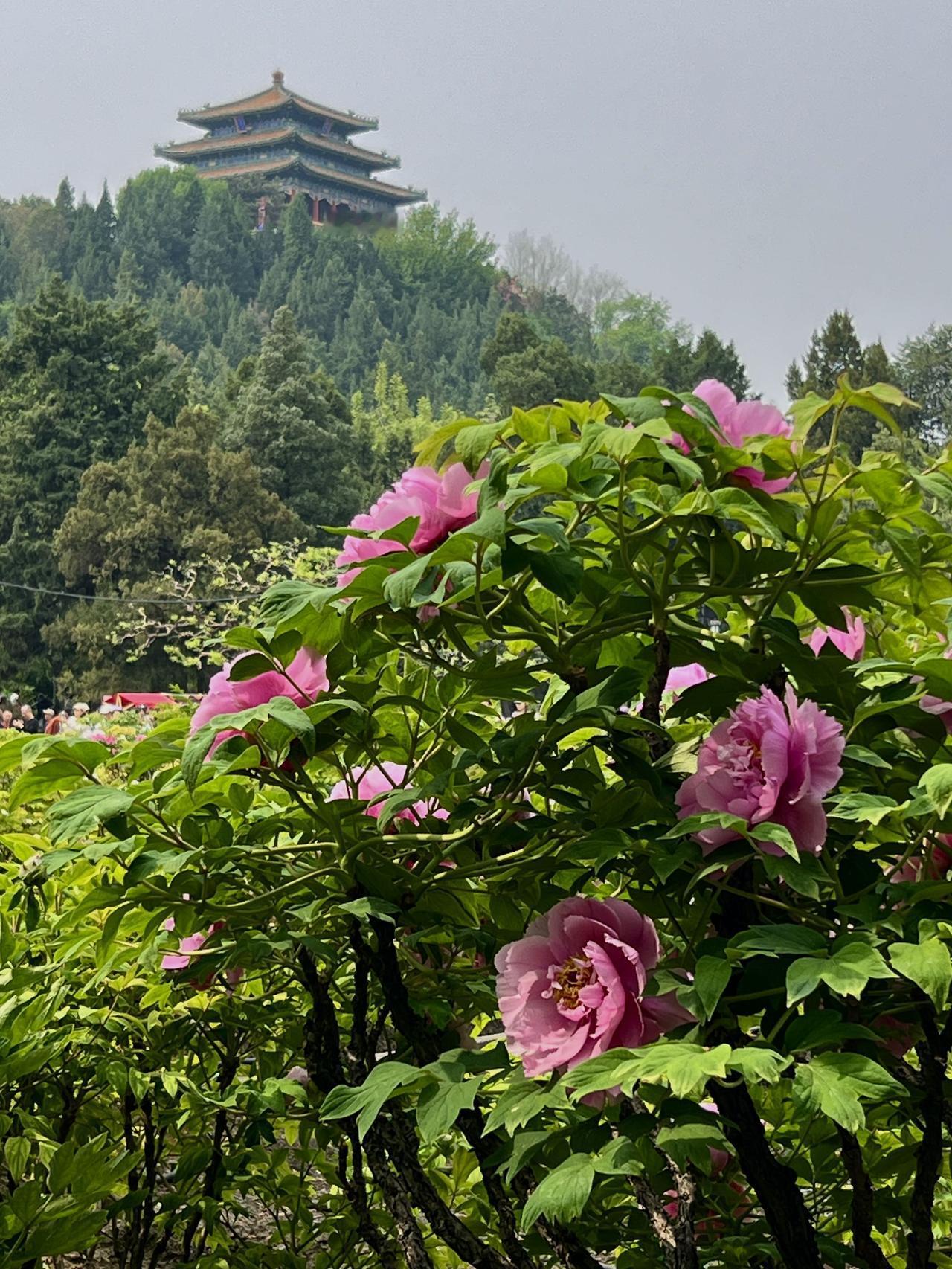 景山公园的牡丹已经进入盛花期，两万多株上百种的牡丹相继盛开。紧随其后就是芍药花香