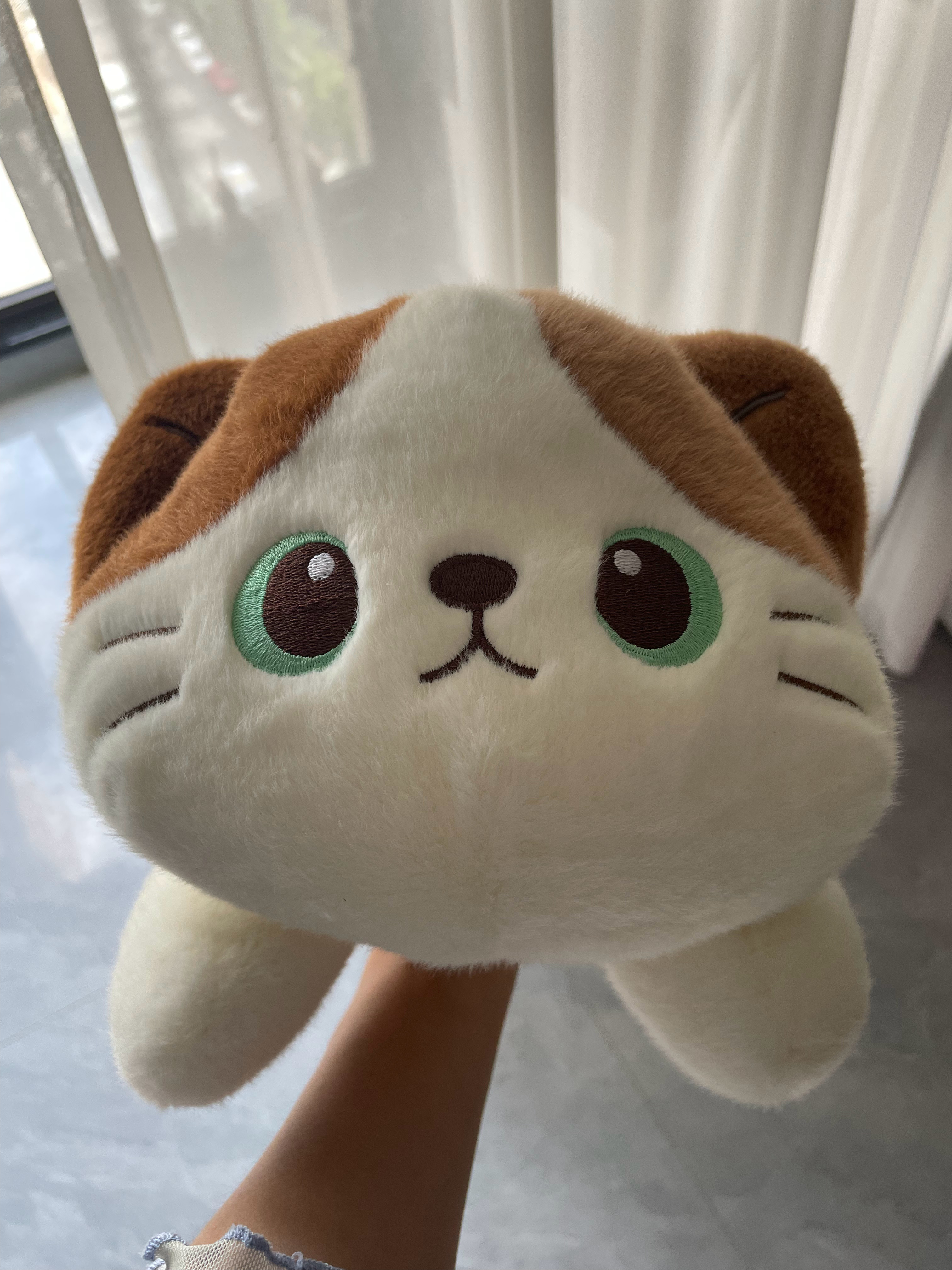 这个小猫咪超可爱老二的无牙仔已经失宠了