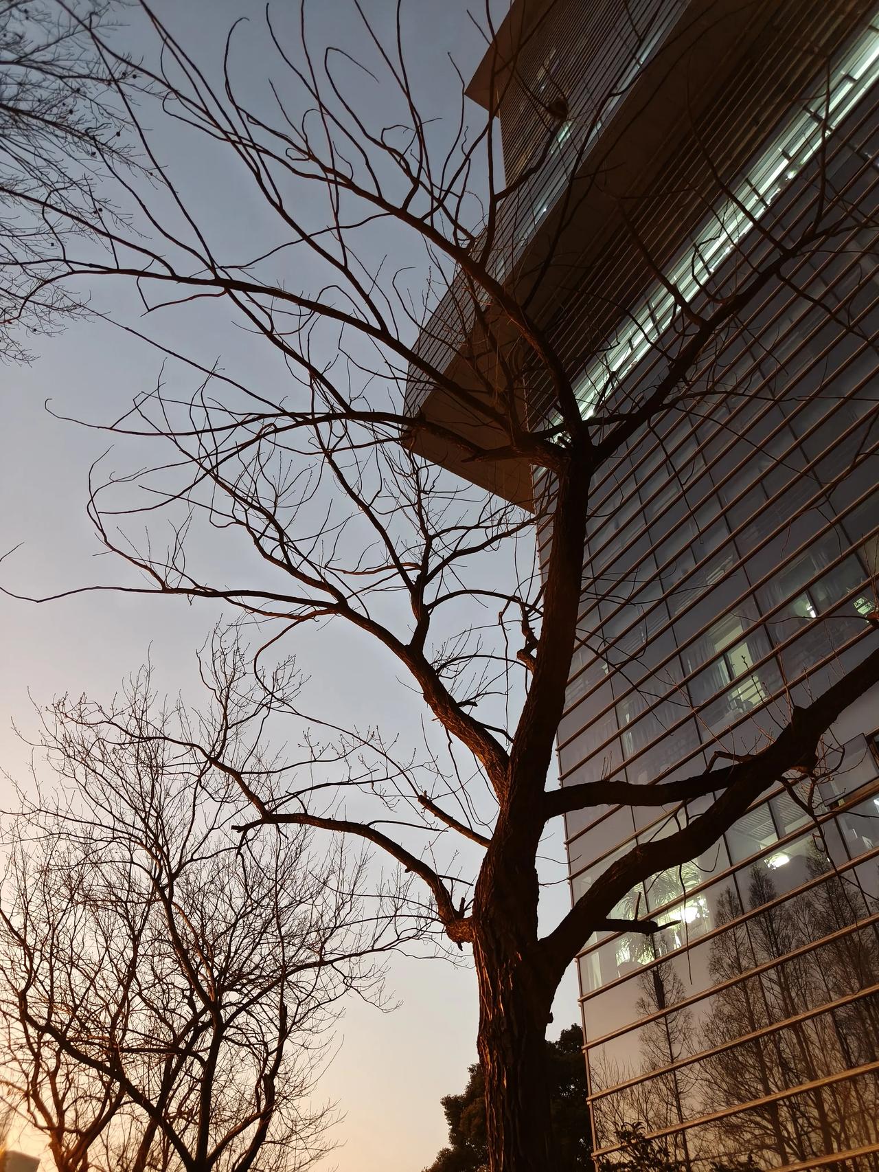 冬日傍晚🌆随手拍实景图分享！

🌲🌲🌲🌲🌲🌲🌲🌲🌲🌲🌲