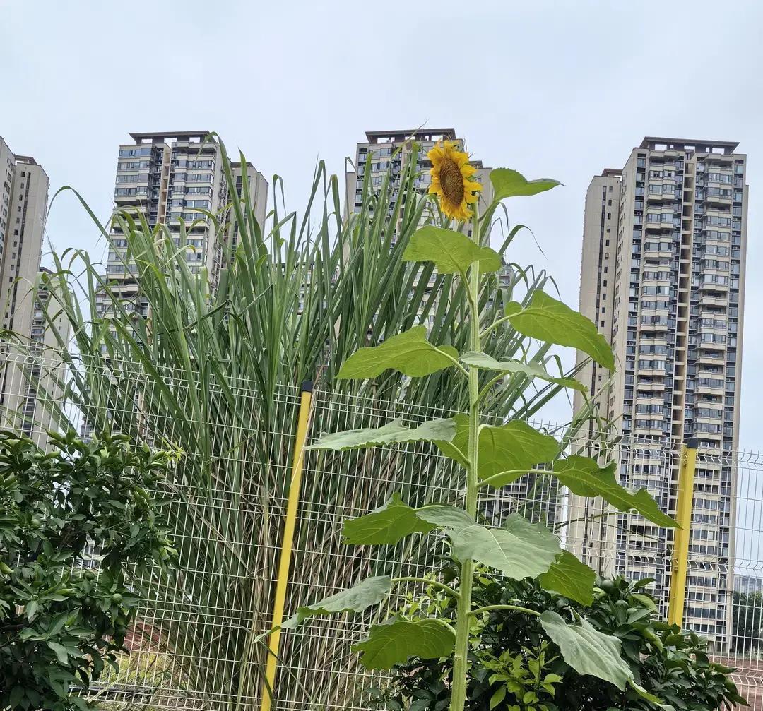 巴蜀中学应该很难长期垄断重庆高中文理双赛道头部席位了。
不是师资水平下滑，也不是