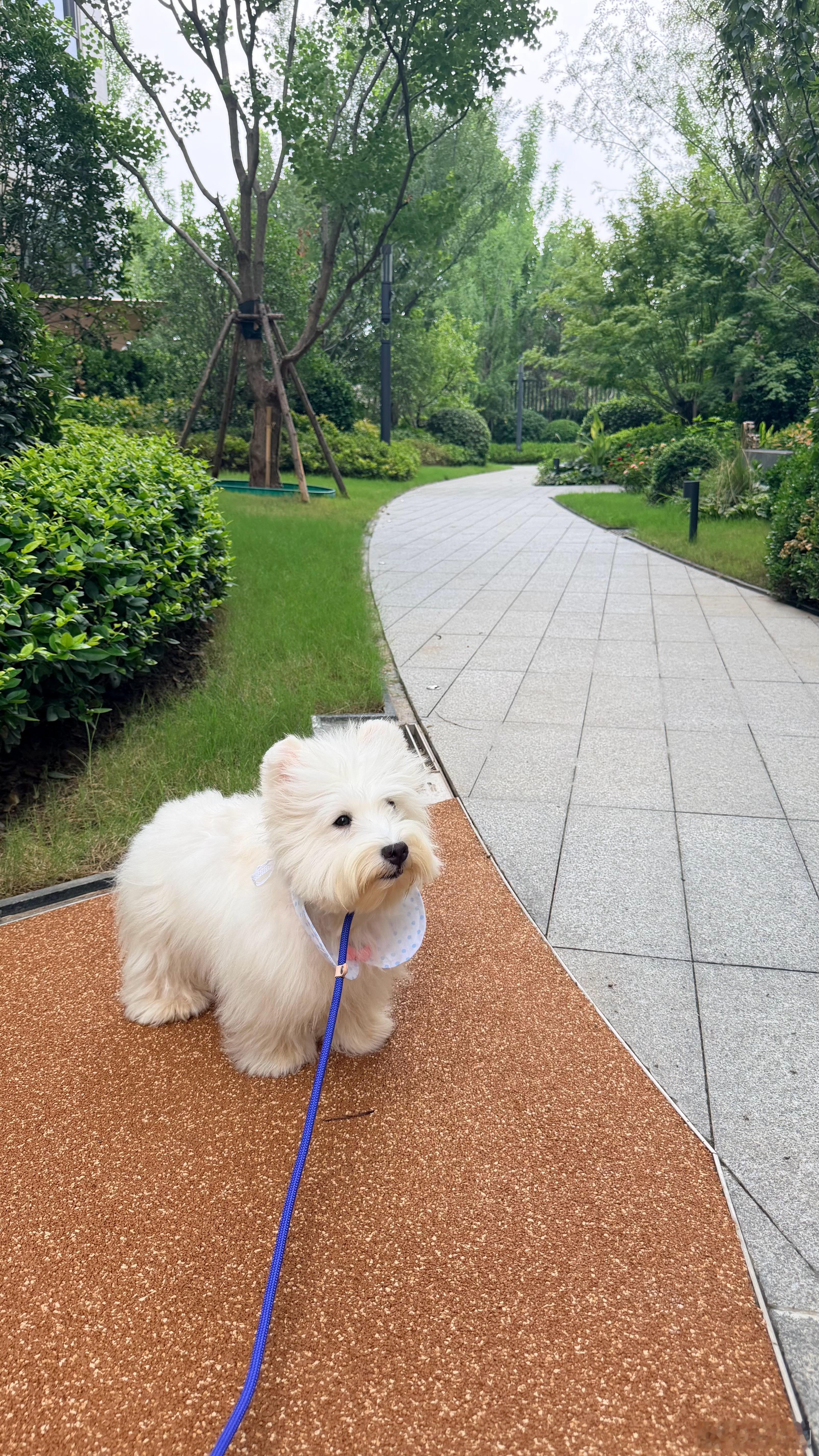 八月对我好点 买个狗还能被人骗 别担心我养你一辈子小乖乖 