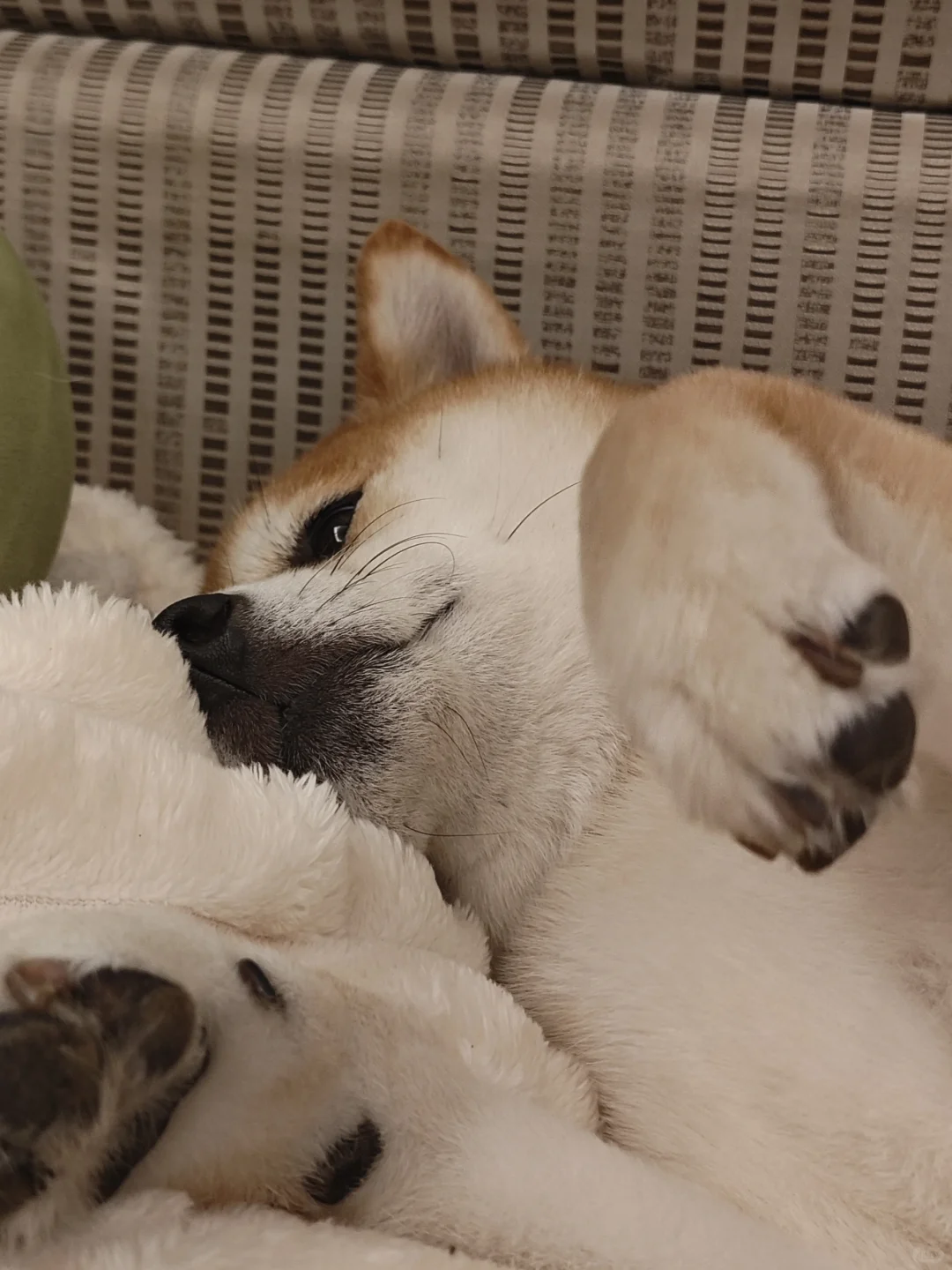 厚嘴巴子重感情