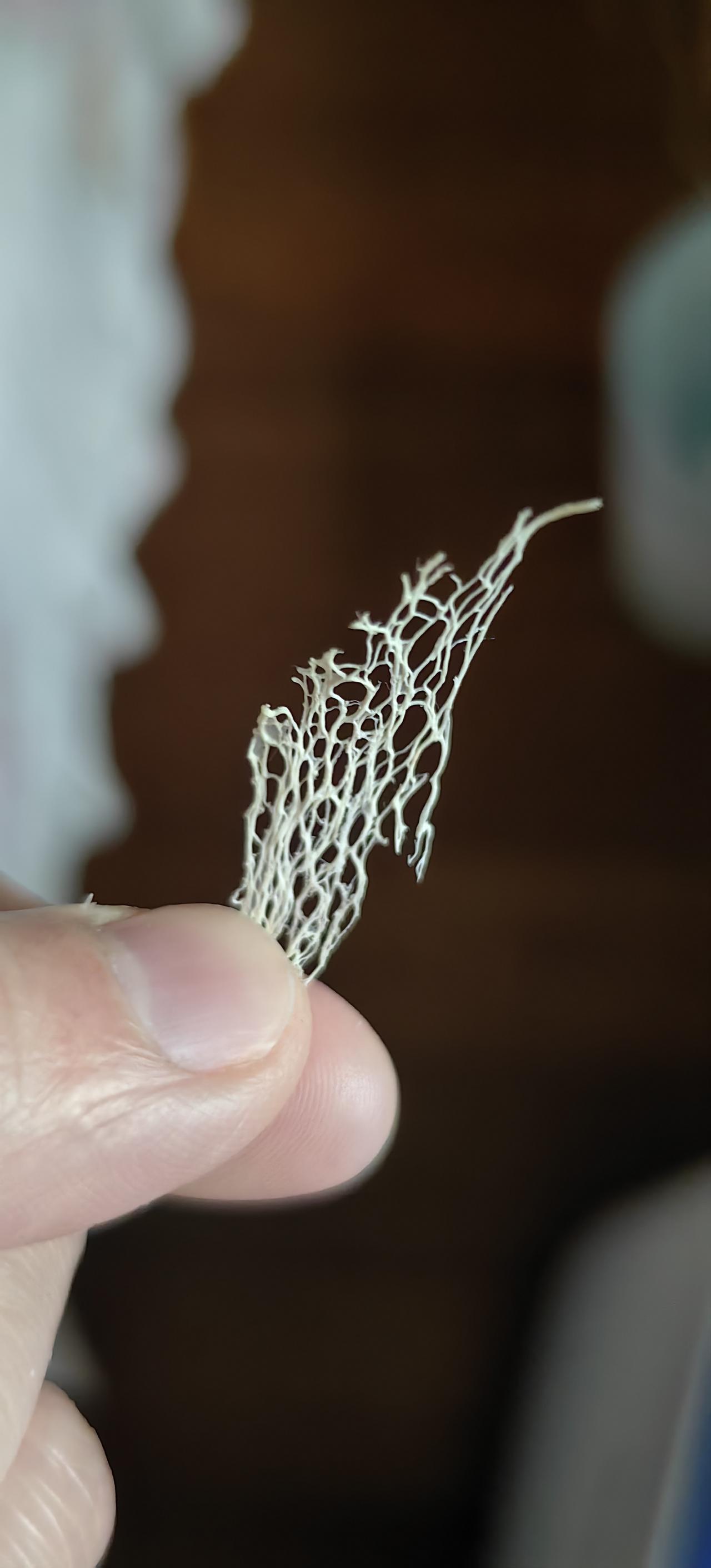 萝卜过“老”，会产生纤维组织，川渝称为~生“布”…原来就是这个样子[灵光一闪]