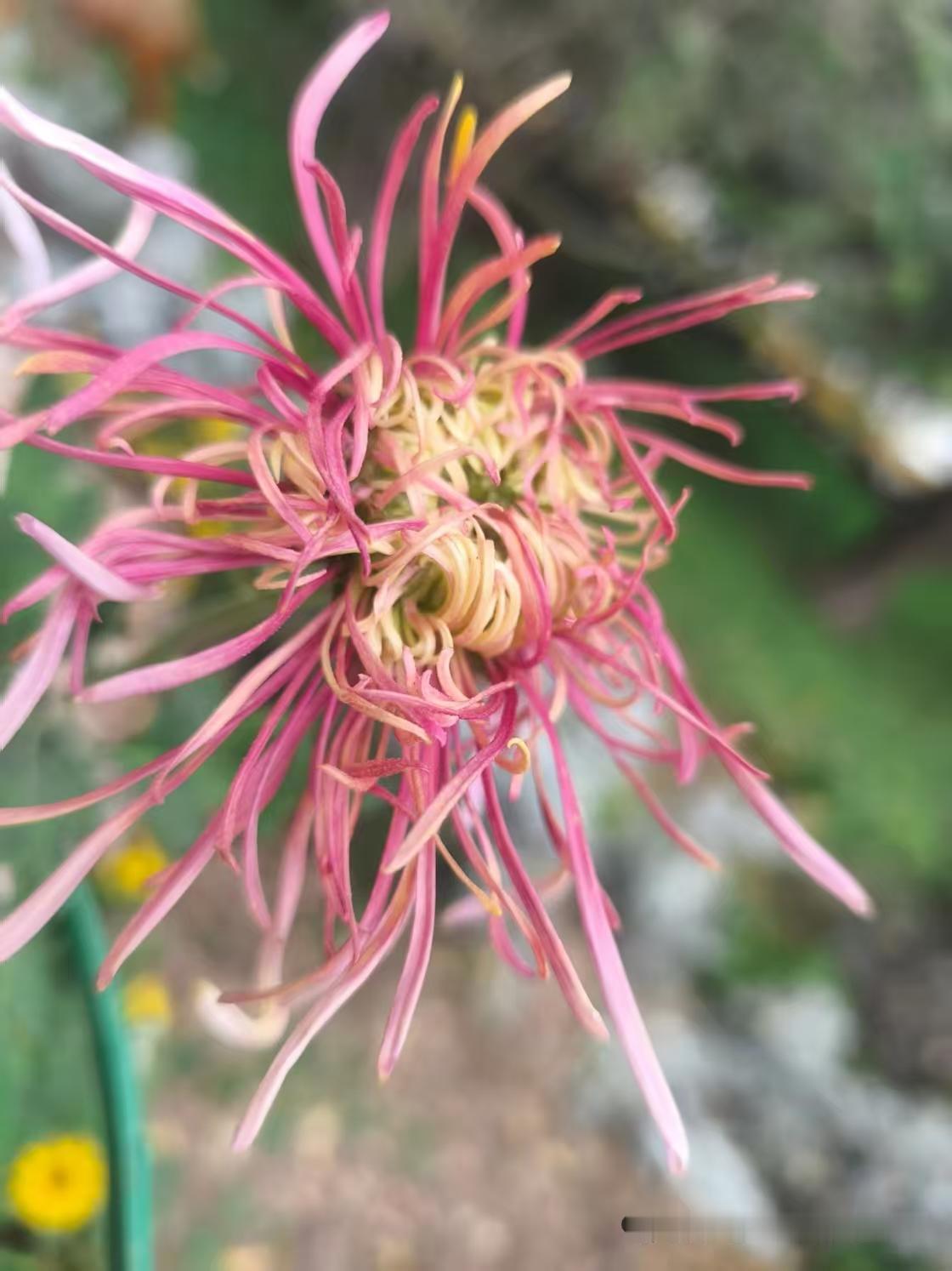 天净沙·咏菊
菊姿不类群芳，
冷观熙攘孤昂。
献媚焉为丽状。
傲情堪赏，
北风难