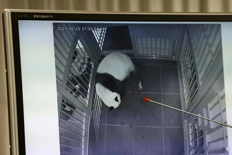 【日本仅有的两只熊猫将被送回中国】（法新社）东京市政府周一表示，东京动物园的两只