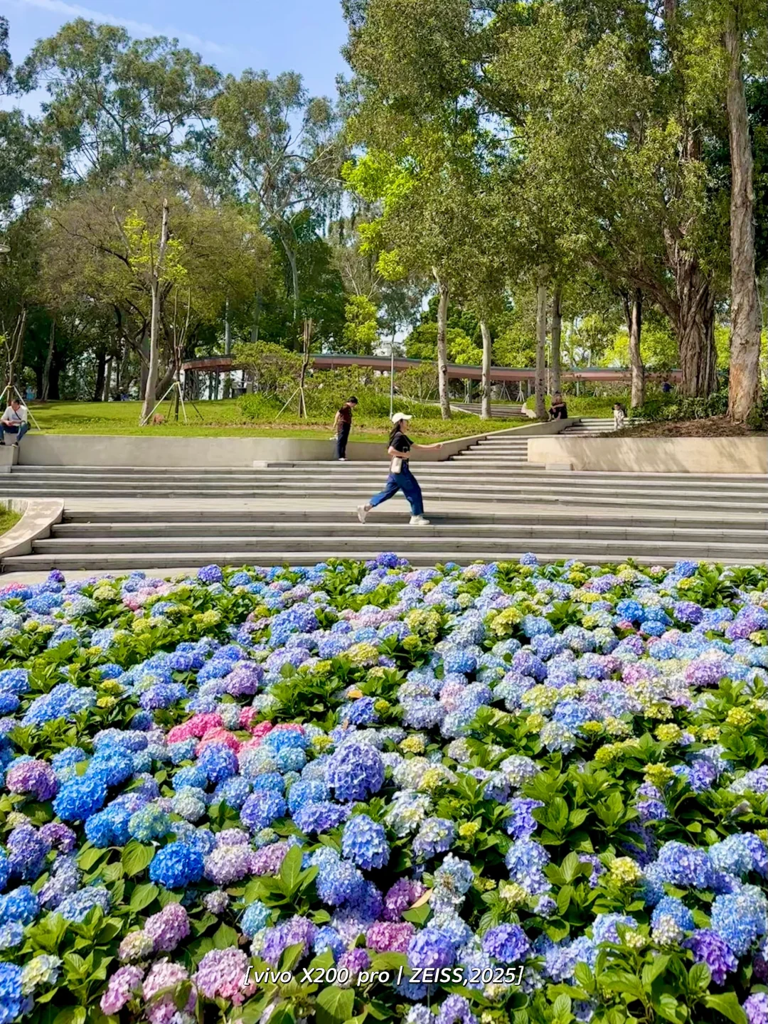 天呀😱😱广州天河公园绣球花开得好茂盛啦🌸