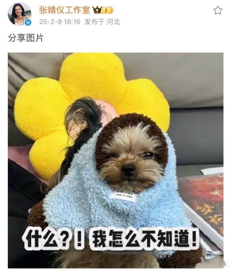 陈飞宇方否认二搭 张婧仪工作室辟谣二搭陈飞宇，辟谣速度快到我都还没吃到这个瓜[允