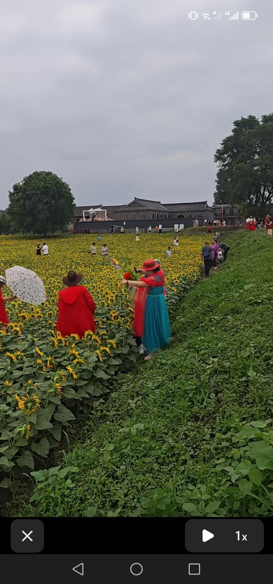 吉林市乌拉街向日葵花海成了超火的网红打卡地，这里美极了。

近日，吉林市乌拉街老
