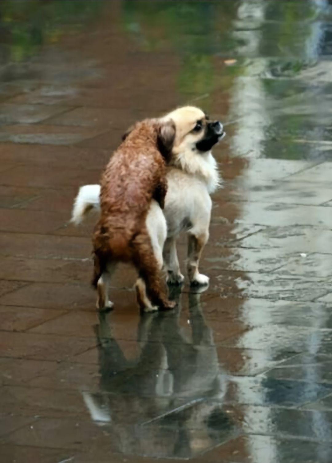 隧不是同一品种，
雨中的浪漫依旧美丽动人。
动物的快乐就是这么简单。