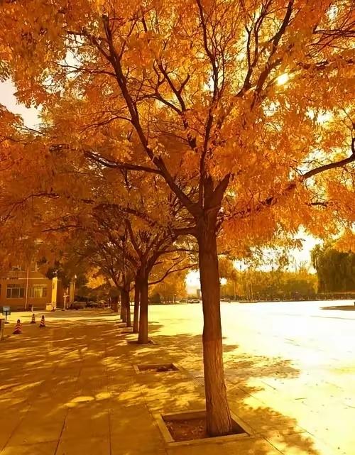 善良这事儿，还真不好说绝对的好坏。
善良的人通常很招人喜欢，因为他们值得信赖。不