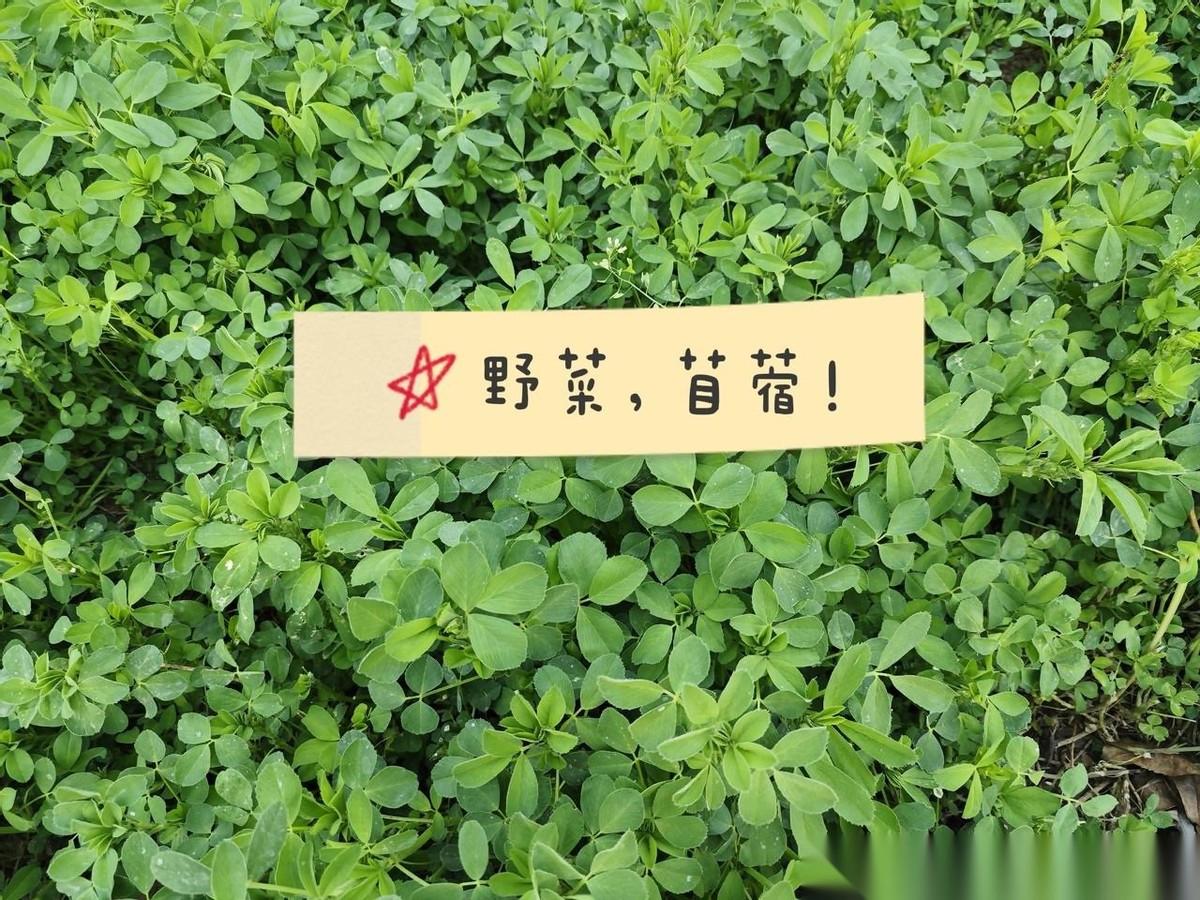 我们3个大学女老师，工资虽然不高，但不至于买不起青菜，却傻不拉叽去挖野菜！结果，