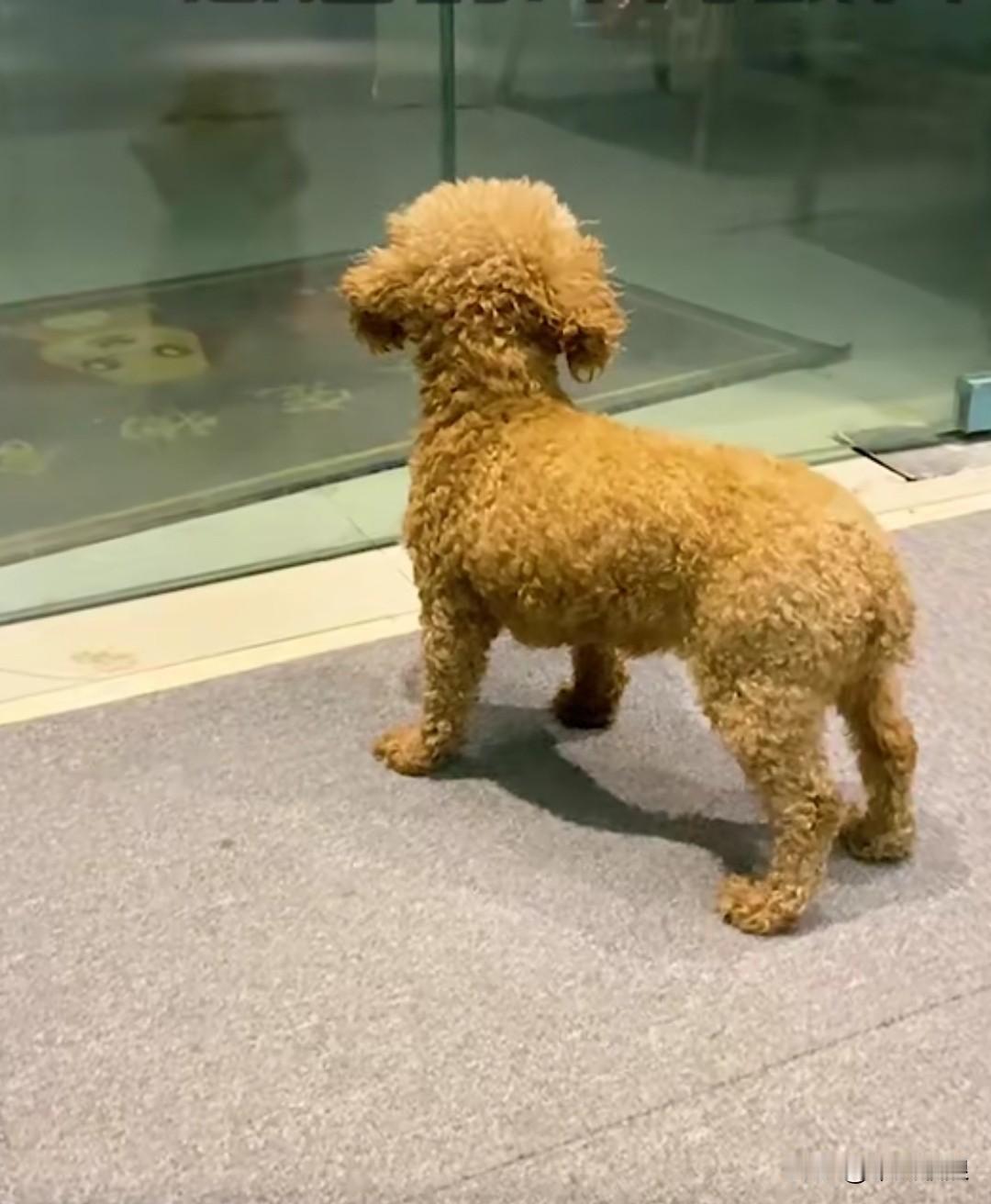 原本就胆小怕事的黄毛小泰迪，被主人丢弃后，吓得四肢颤抖，焦躁不安，在玻璃门内来回