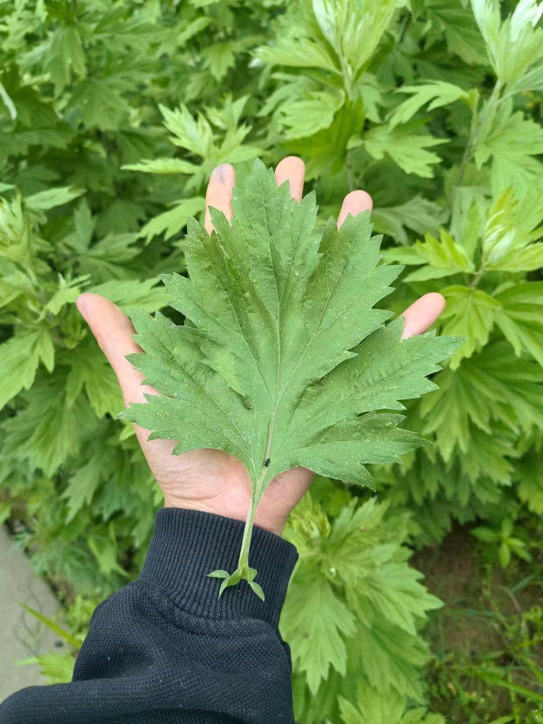 快到端午节了，需要囤货的抓紧了 ​​​