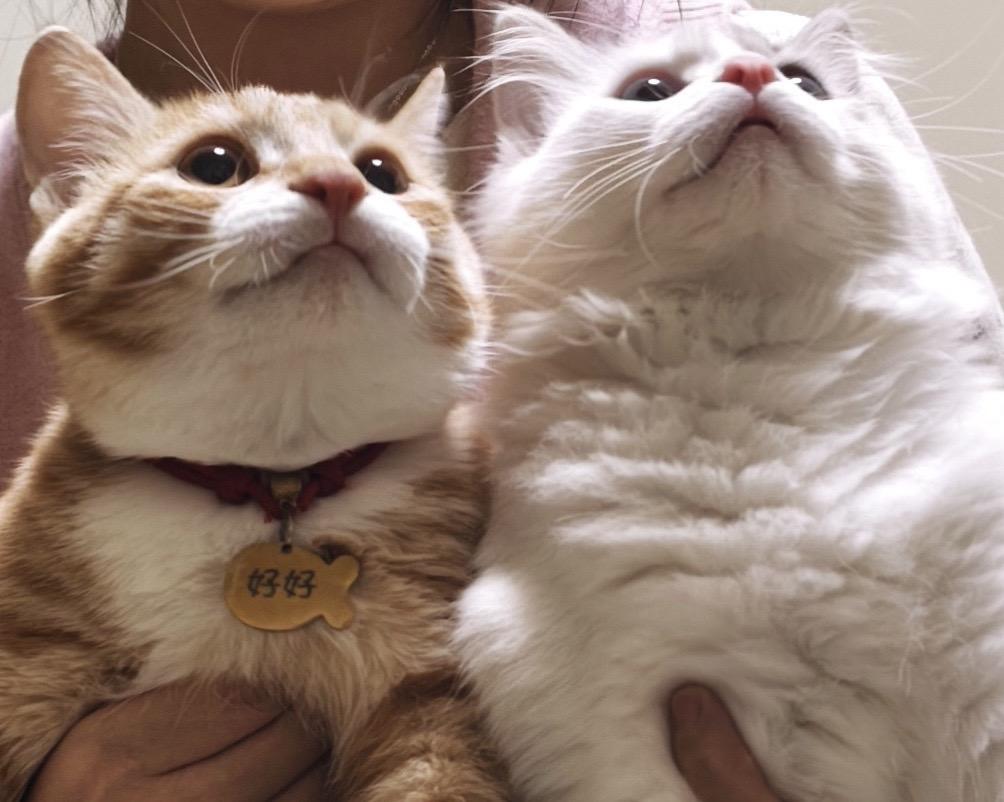 给我的猫拍个情头💗