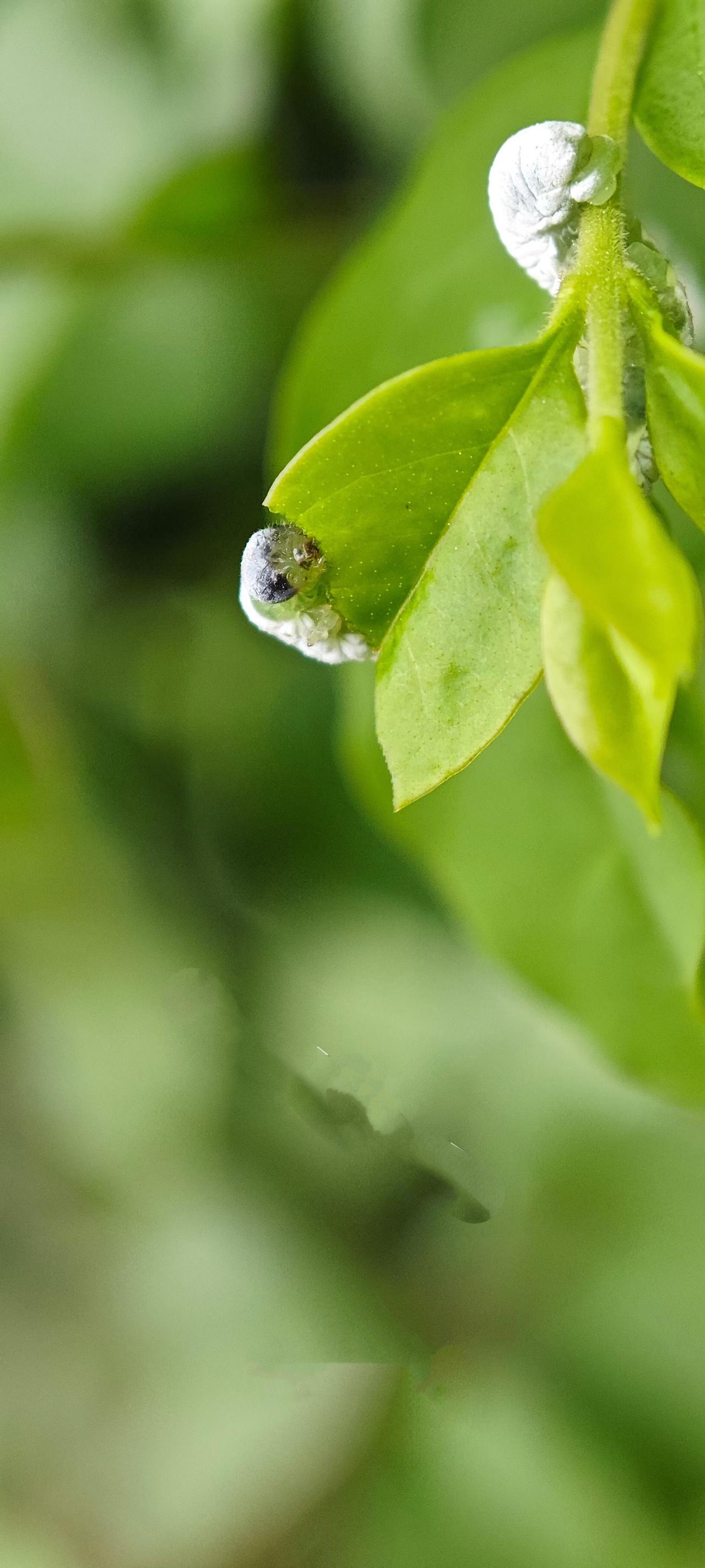 （原创）
两个小虫几而已……