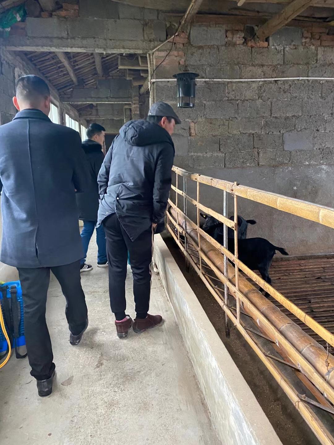 2026年新手是否适合养黑山羊？答案是：能入，但要找对路子。如今黑山羊市场需求稳