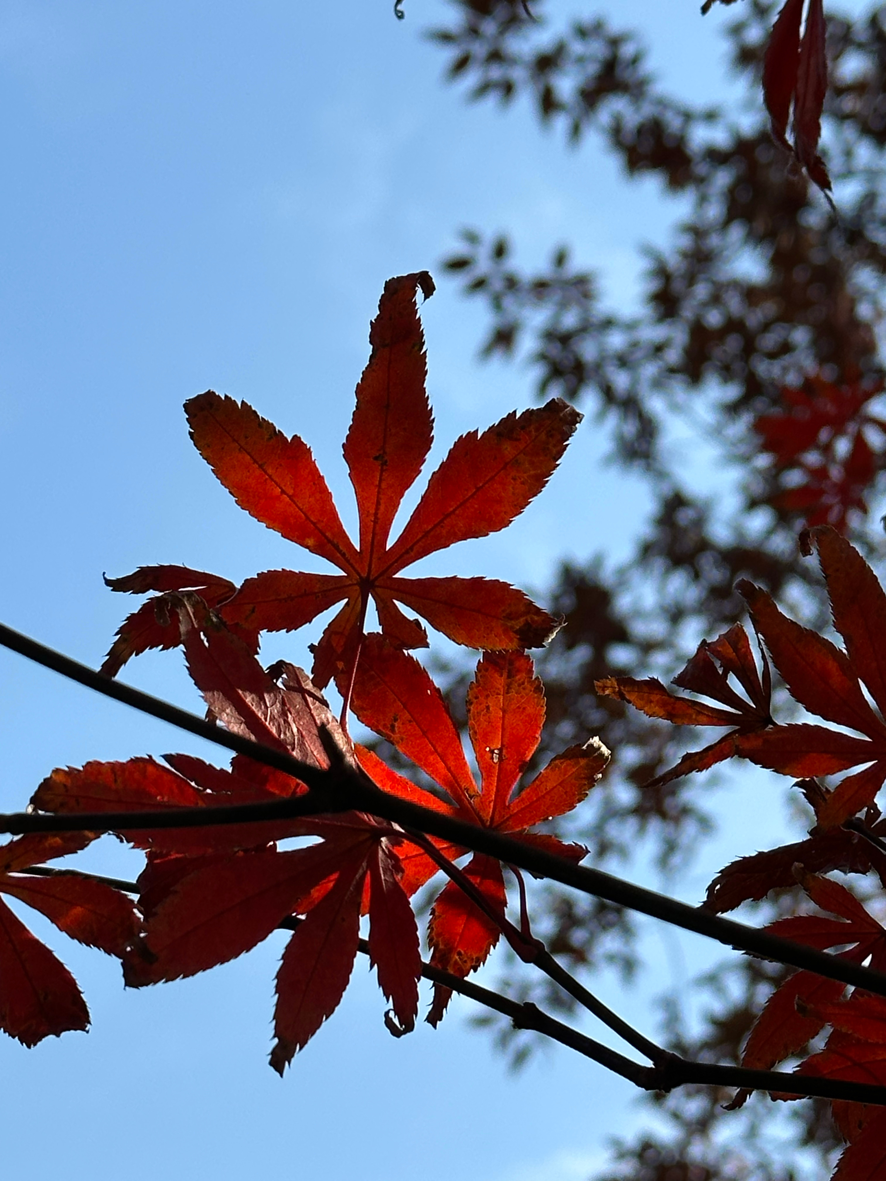 以善良为师，得到的是正义和正直的教诲，即使步履平凡，也不失不俗的境界。善良使人的