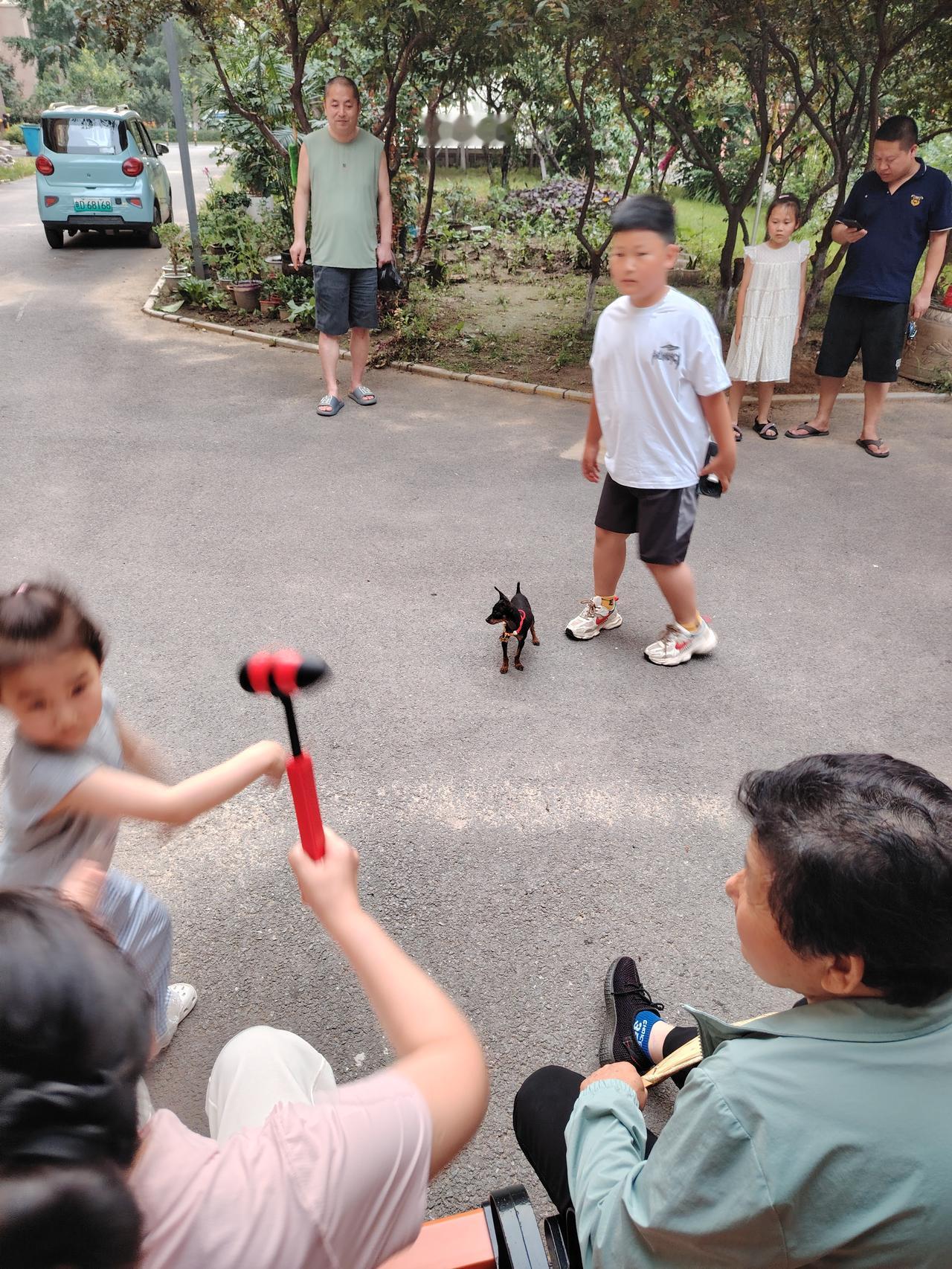 小朋友带来的小鹿犬，好看吗？