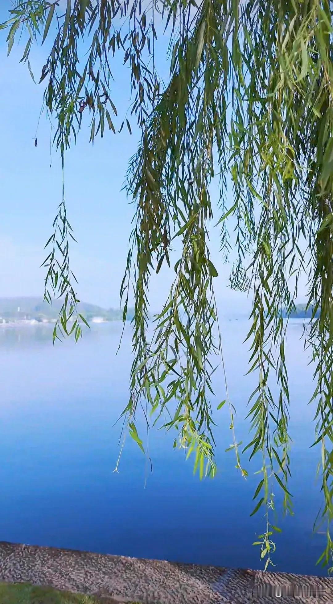 #上联：松叶竹叶叶叶翠，如何对下联#
上联：松叶竹叶叶叶翠，
下联:   杨树柳