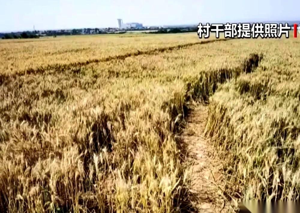 西安白庙村那棵麦田里的网红树，出事了。
乌泱泱的人群涌过去，手机镜头怼着树冠，脚