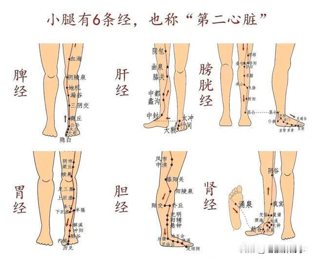 《小腿后侧肌肉：被忽视的“第二心脏”！多少人白白浪费了养生的黄金密码？》

小腿