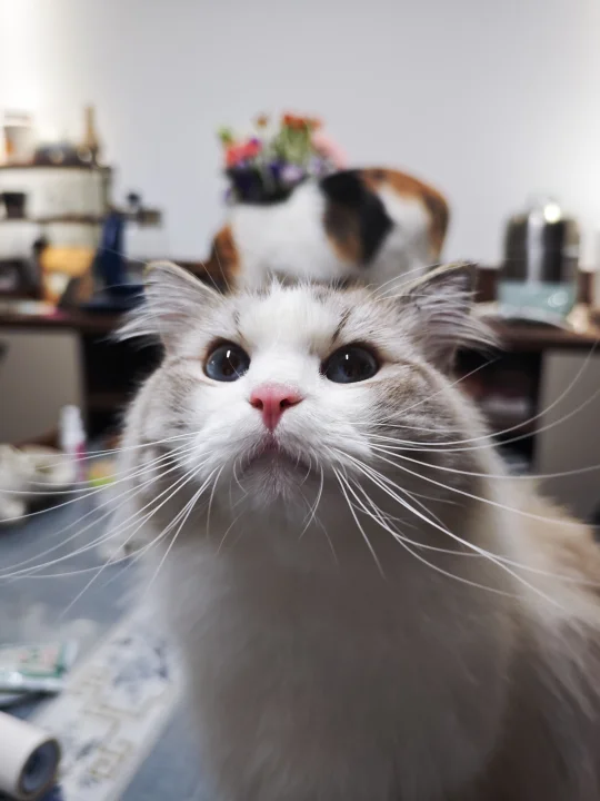 不爱吃饭的猫猫愁死老母亲