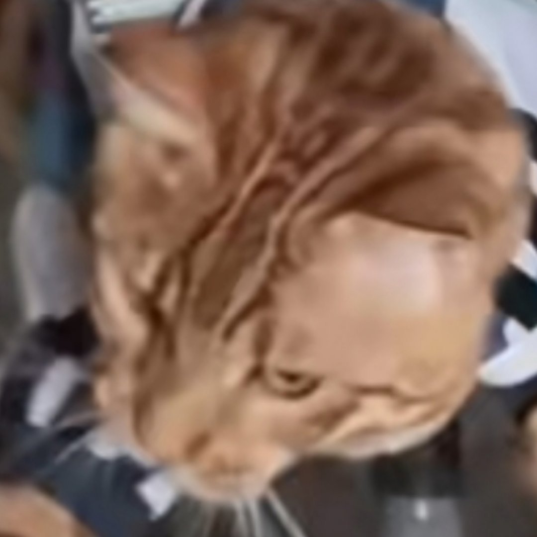 我从没见过嘴努子这么搞笑的猫。 