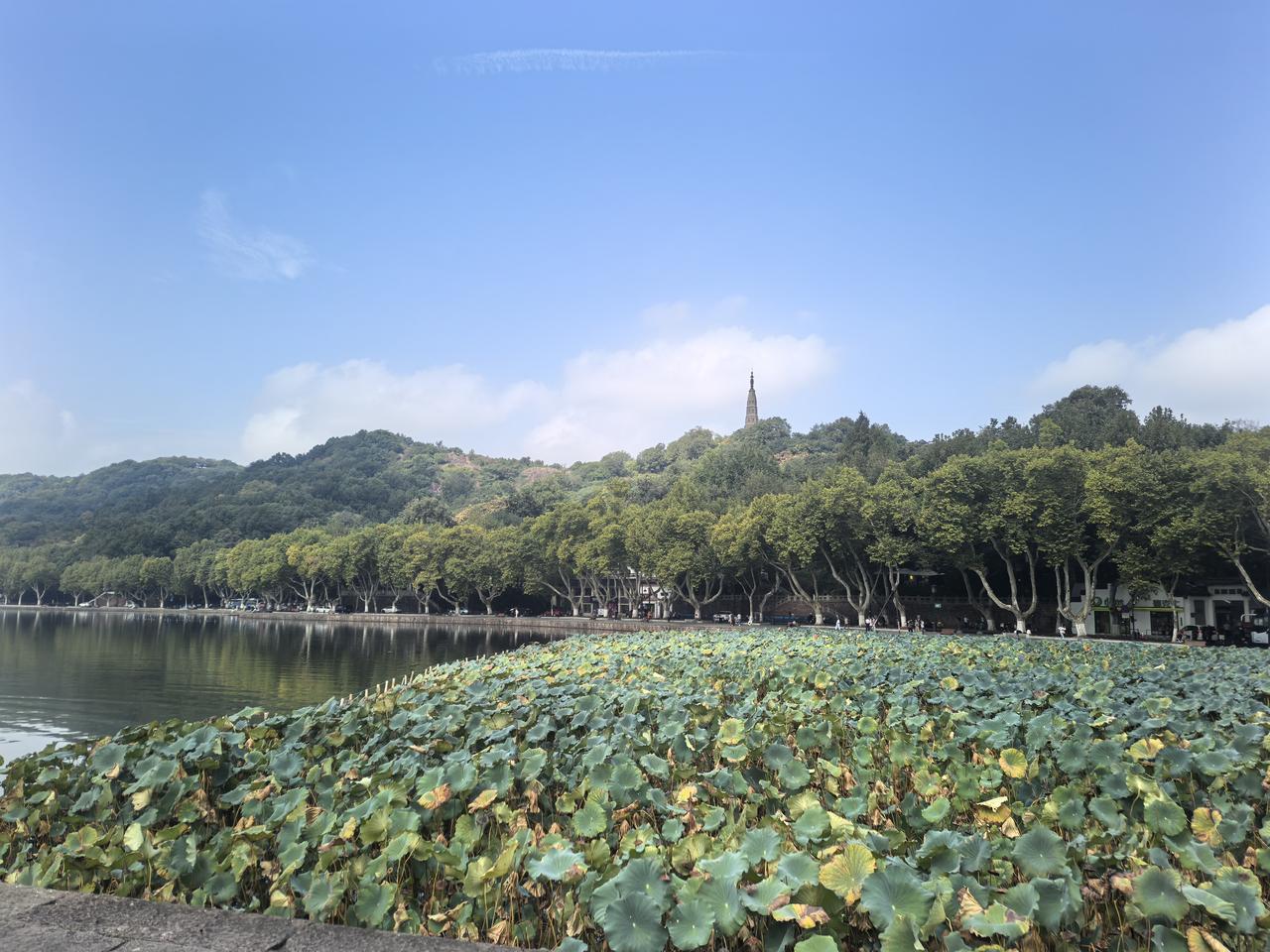 东湖西湖各有千秋

[玫瑰][心][玫瑰]

武汉东湖和杭州西湖谁更美，这还真不