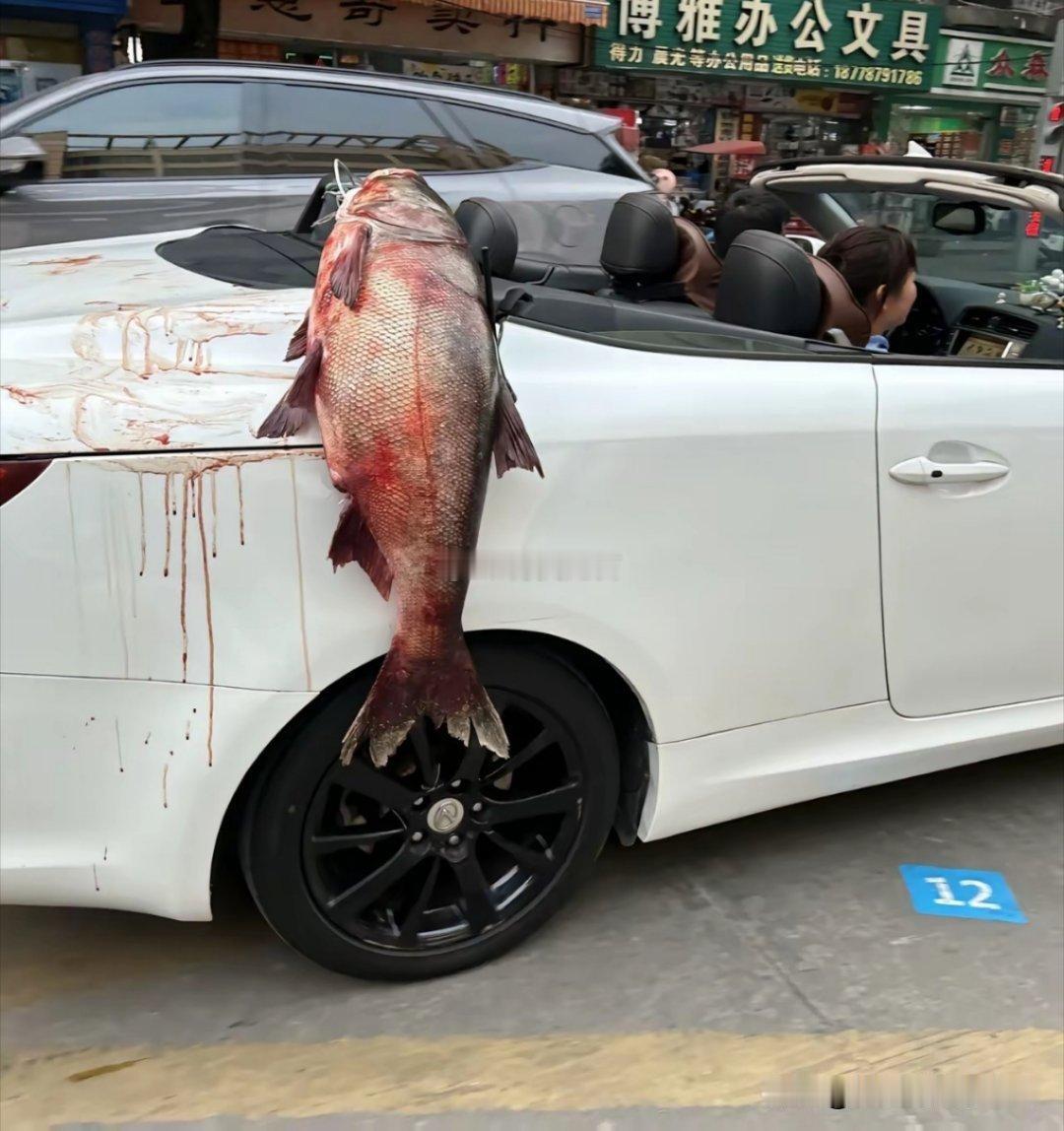 这条闲鱼终于翻身啦！
坐着70多万的雷克萨斯豪车
这种待遇是多少人一生向往的生活