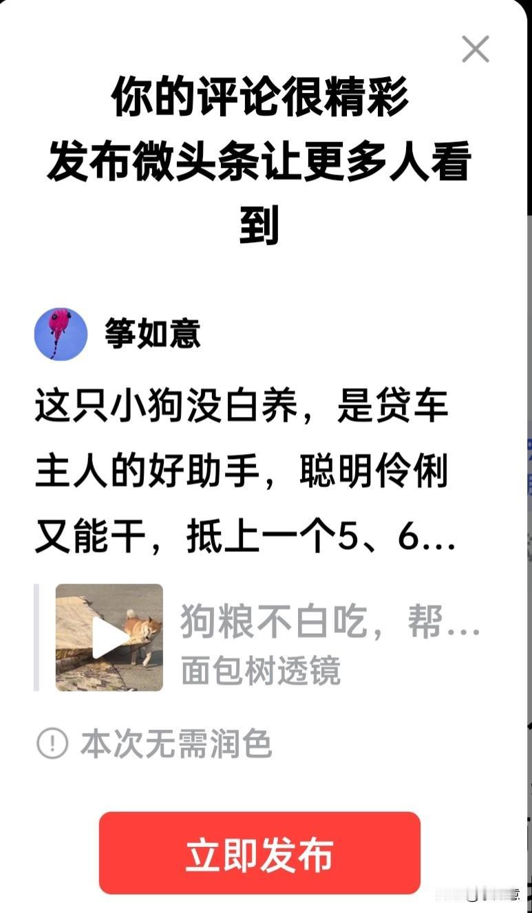 这只小狗没白养，是贷车主人的好助手，聪明伶俐又能干，抵上一个5、6岁小孩的智商，
