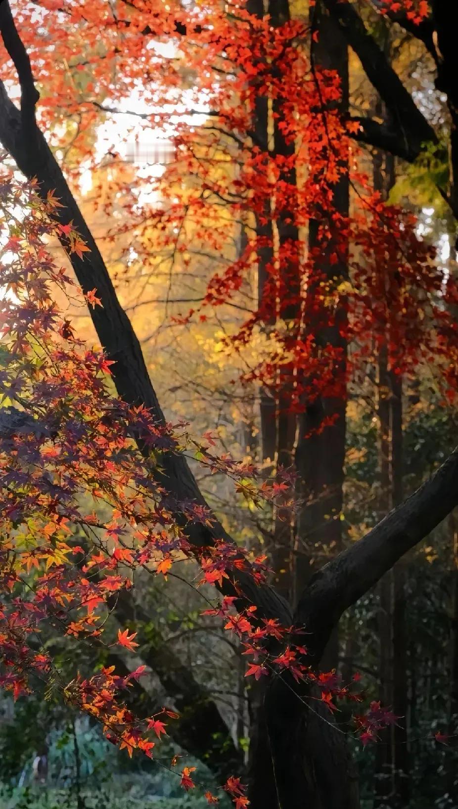 秋意渐浓，红叶如火，置身其中，心旷神怡。🍂🍁🍂如此醉人的秋色 冬日的枫叶美