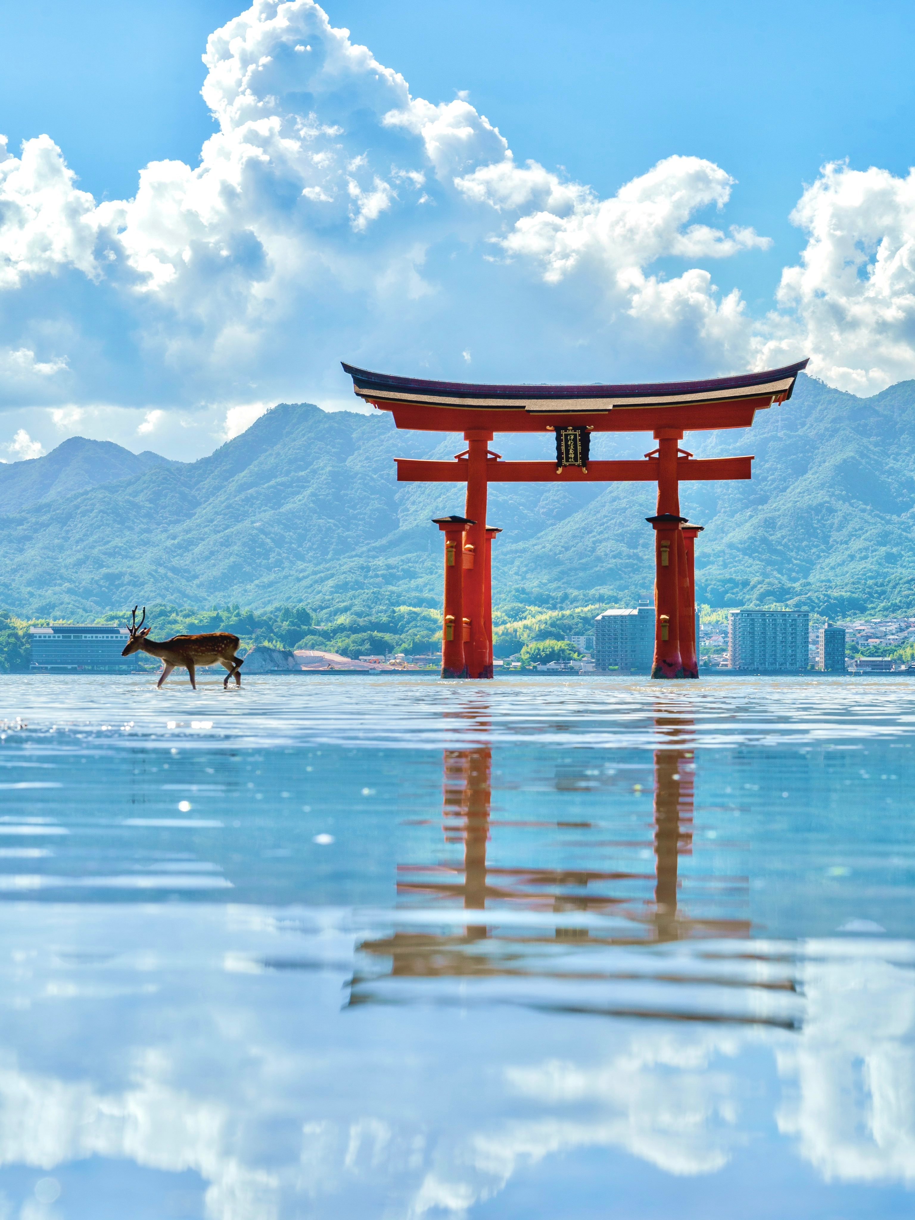 天空、鹿、与鸟居（图源：x.com