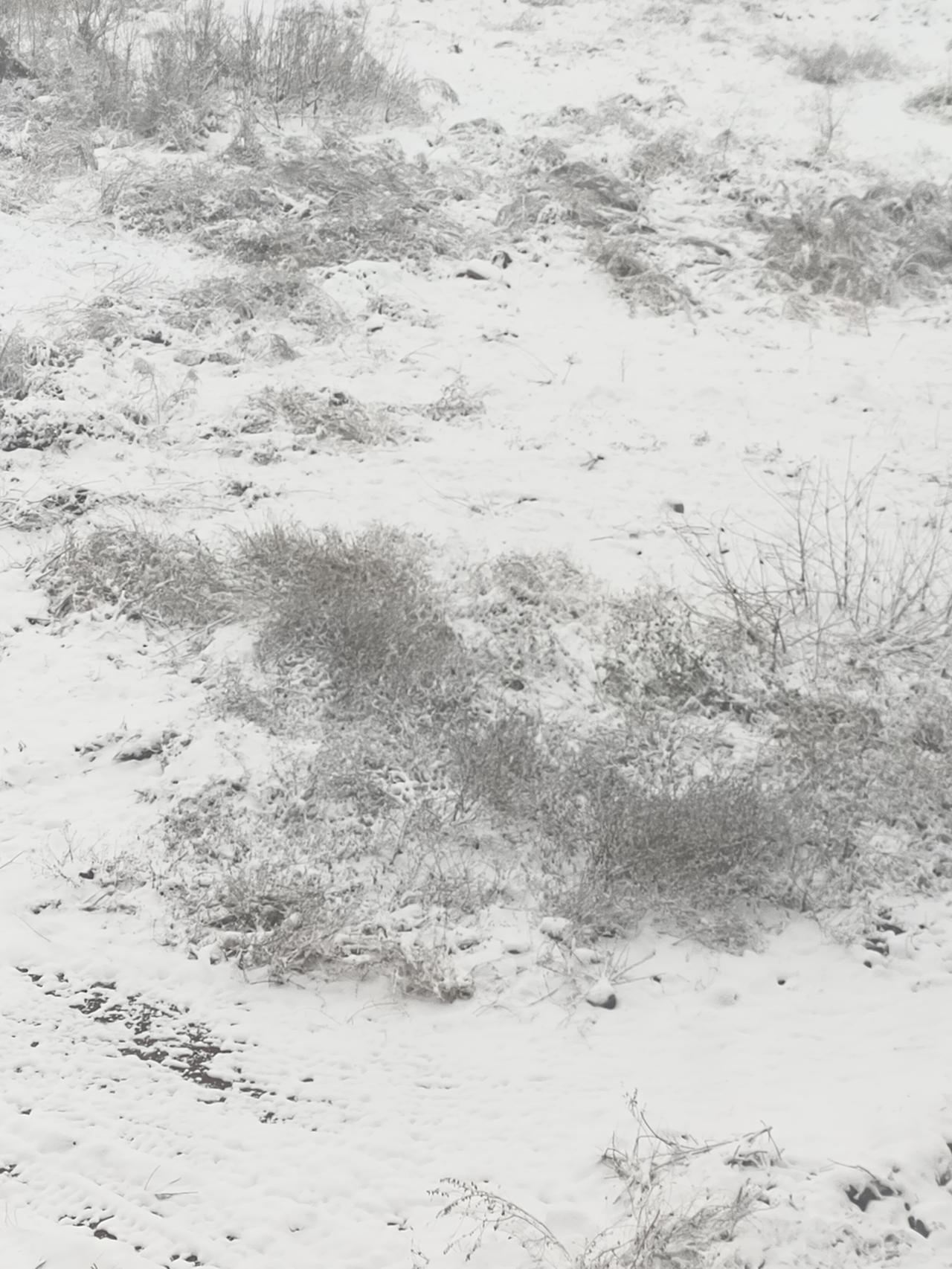 盼第二场雪
聊城，已邂逅一场雪的浪漫
那洁白，曾轻吻古老的城墙
如今，时光在悠悠