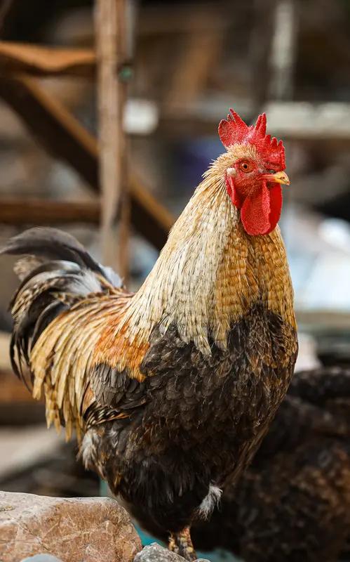 笑不活了！安徽宿州这只公鸡，简直成精了——被抓住就闭眼装死，爪子耷拉着像断了线的