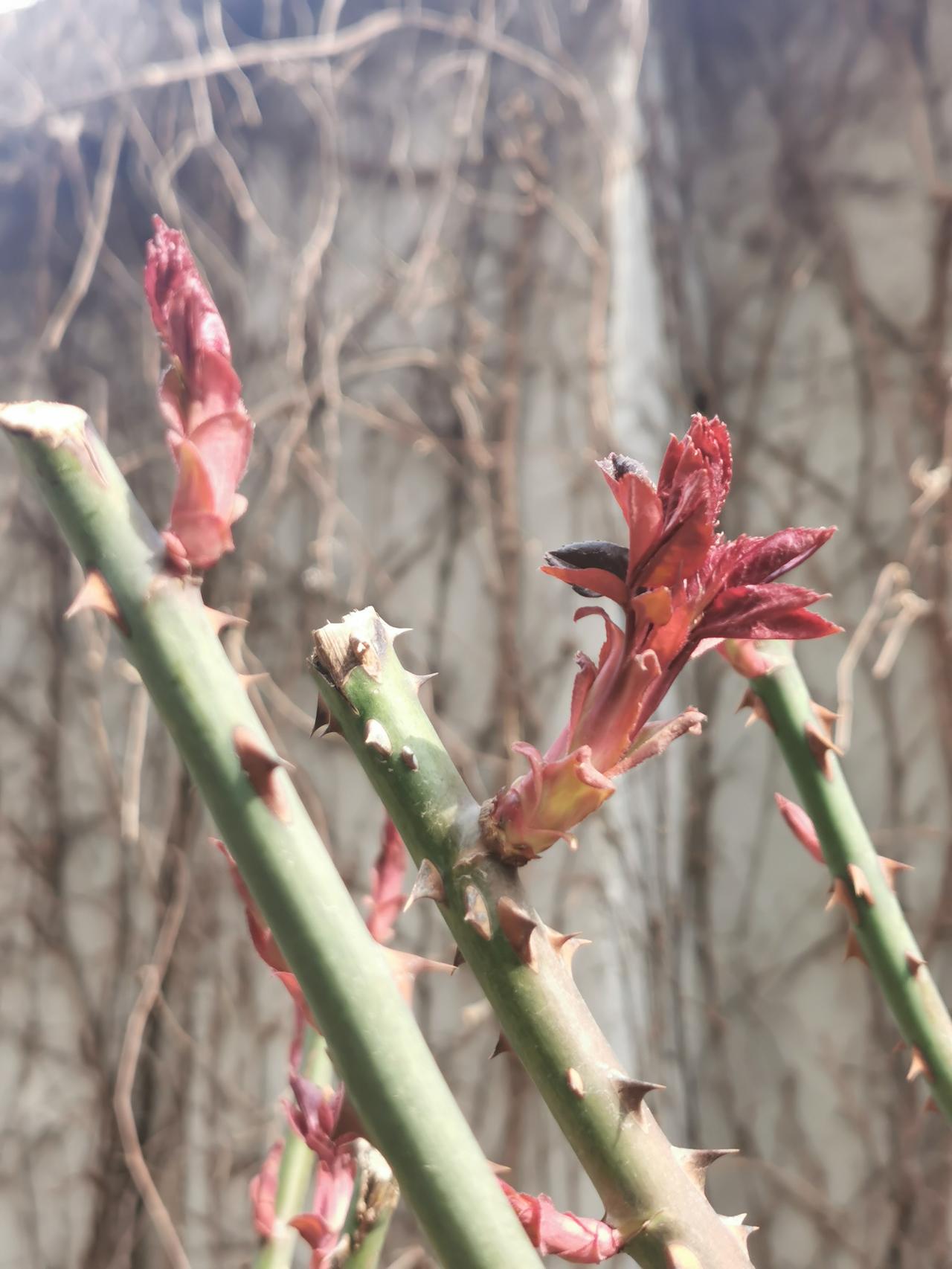 春天的脚步在加快，鲜花盛开的日子就要到了！