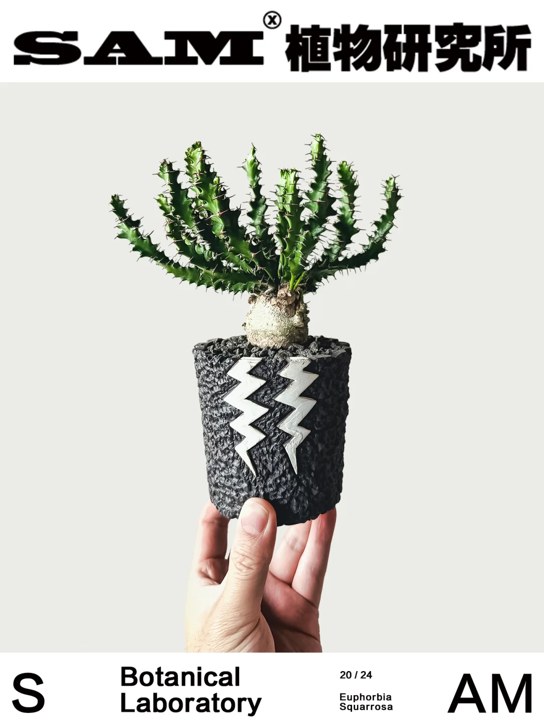 怪奇岛大戟｜Euphorbia Squarrosa