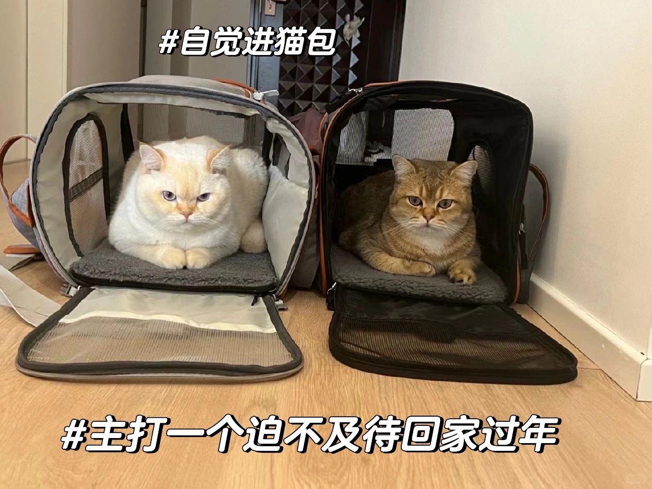 带猫回家过年之要准备什么小贴士！！