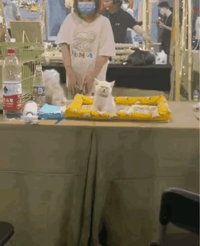 真的没眼看啊，家里什么条件啊，就敢养猫子。