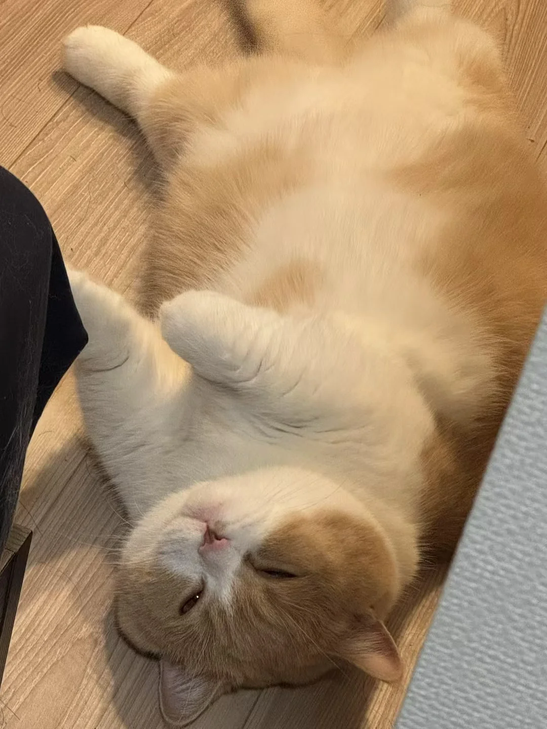 回家看到它睡成这样…