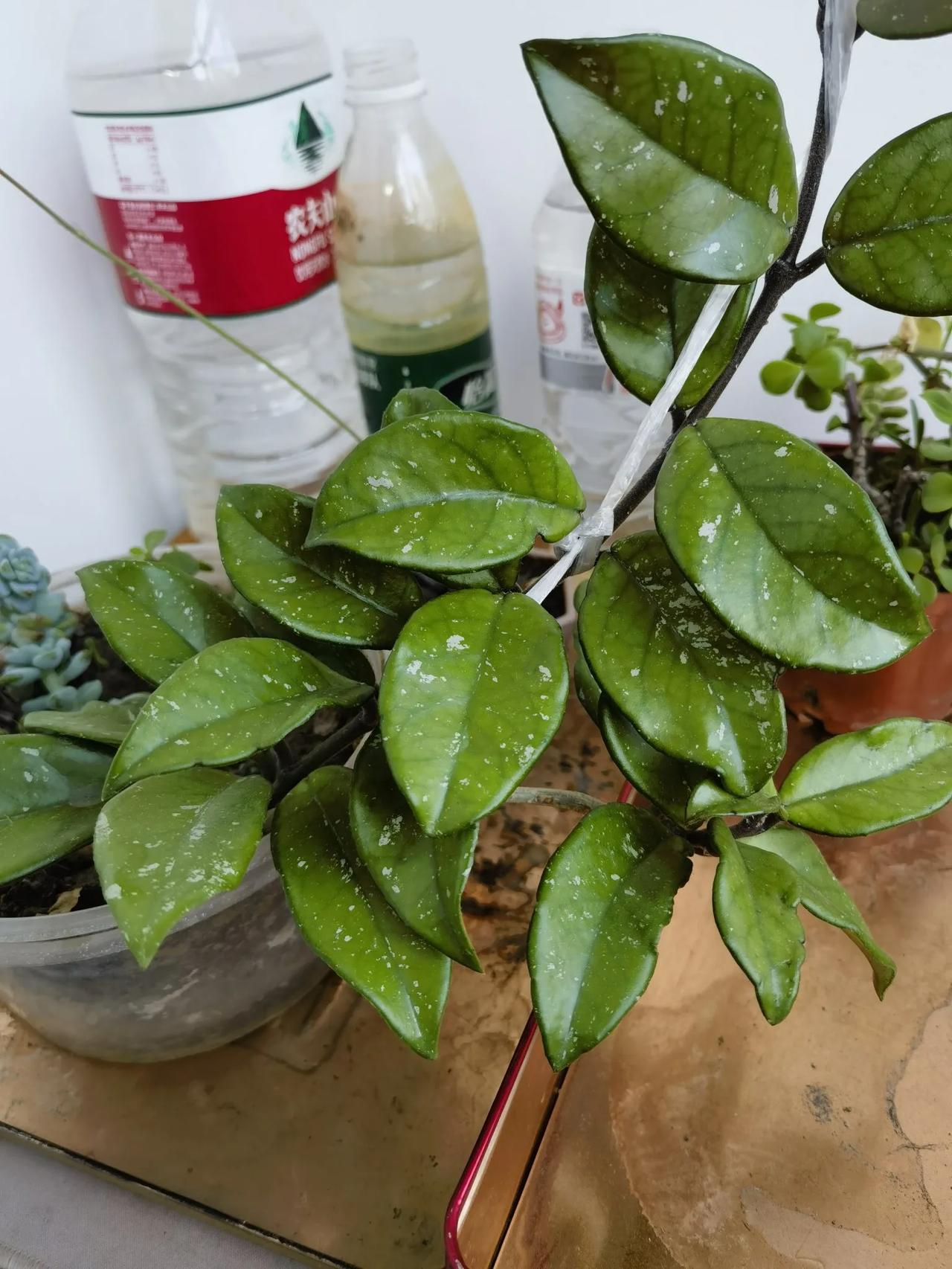 今天下午，我在兰州，给工作室给这盆花拉了一根绳子，让它更好的向空中攀爬。这是去年